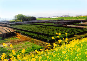 浜台の茶園